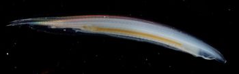 Media type: image;   Invertebrate Zoology 74259